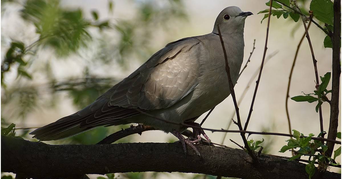 Птицы кубани. описание, названия, виды и фото птиц