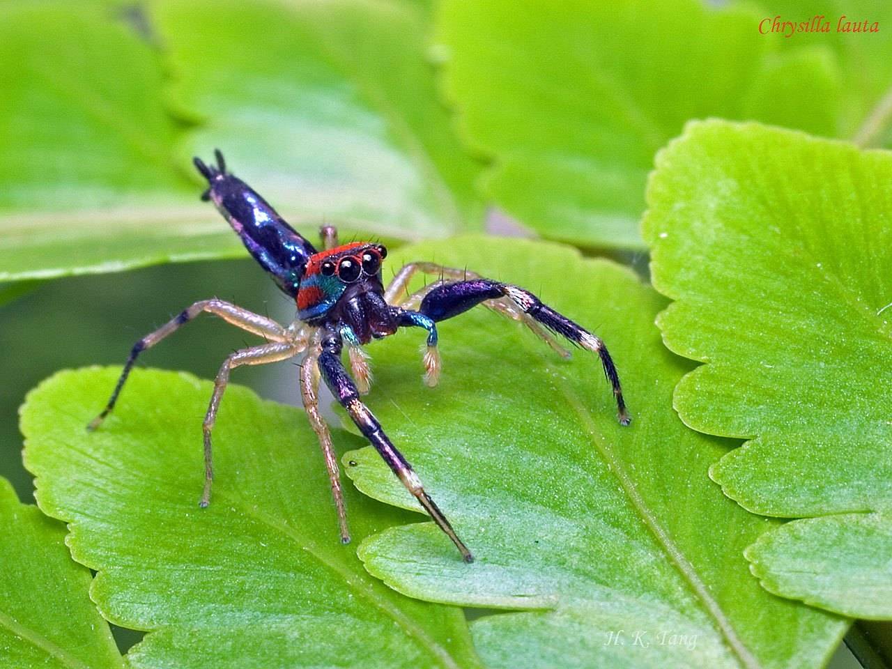 Известные и интересные виды пауков - удивительный мир животных