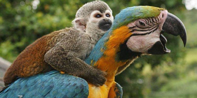 Ученые сравнили ум попугаев и приматов