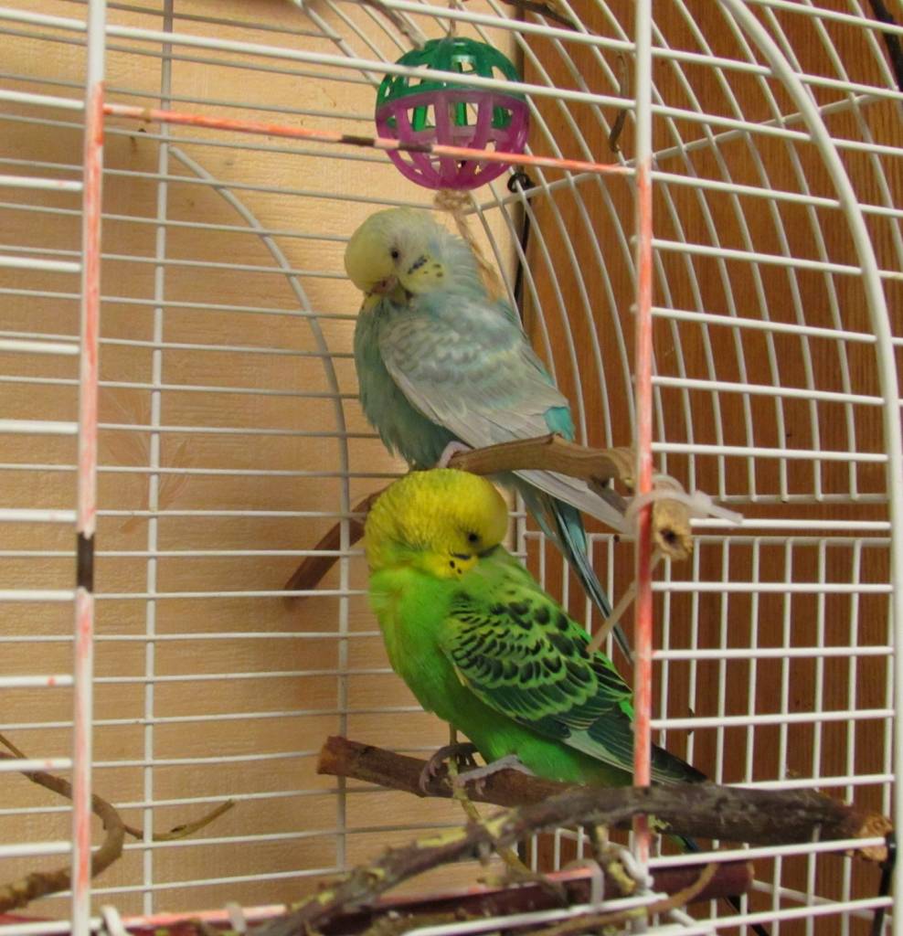 Как спят волнистые попугаи