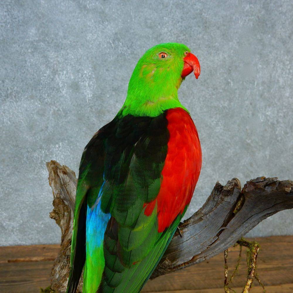 Краснокрылый попугай - red-winged parrot - abcdef.wiki