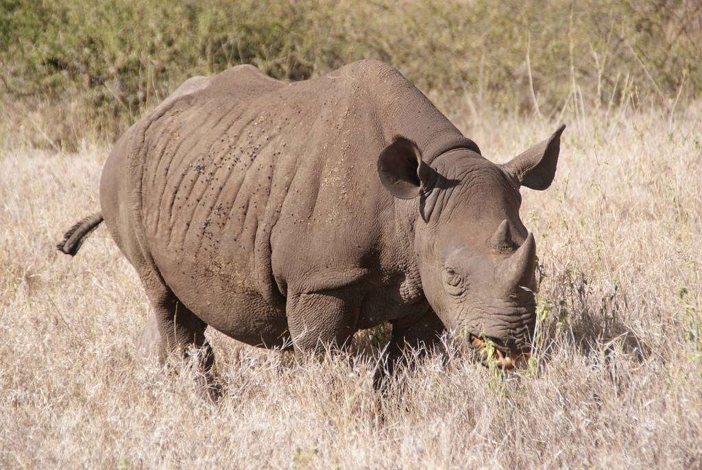 ᐉ какой длины рог черного носорога в см? - zoo-mamontenok.ru