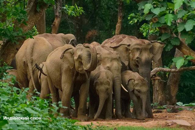 Слоны - виды и фото с названиями, описание животного, чем питаются, где обитают, как выглядит, размножение