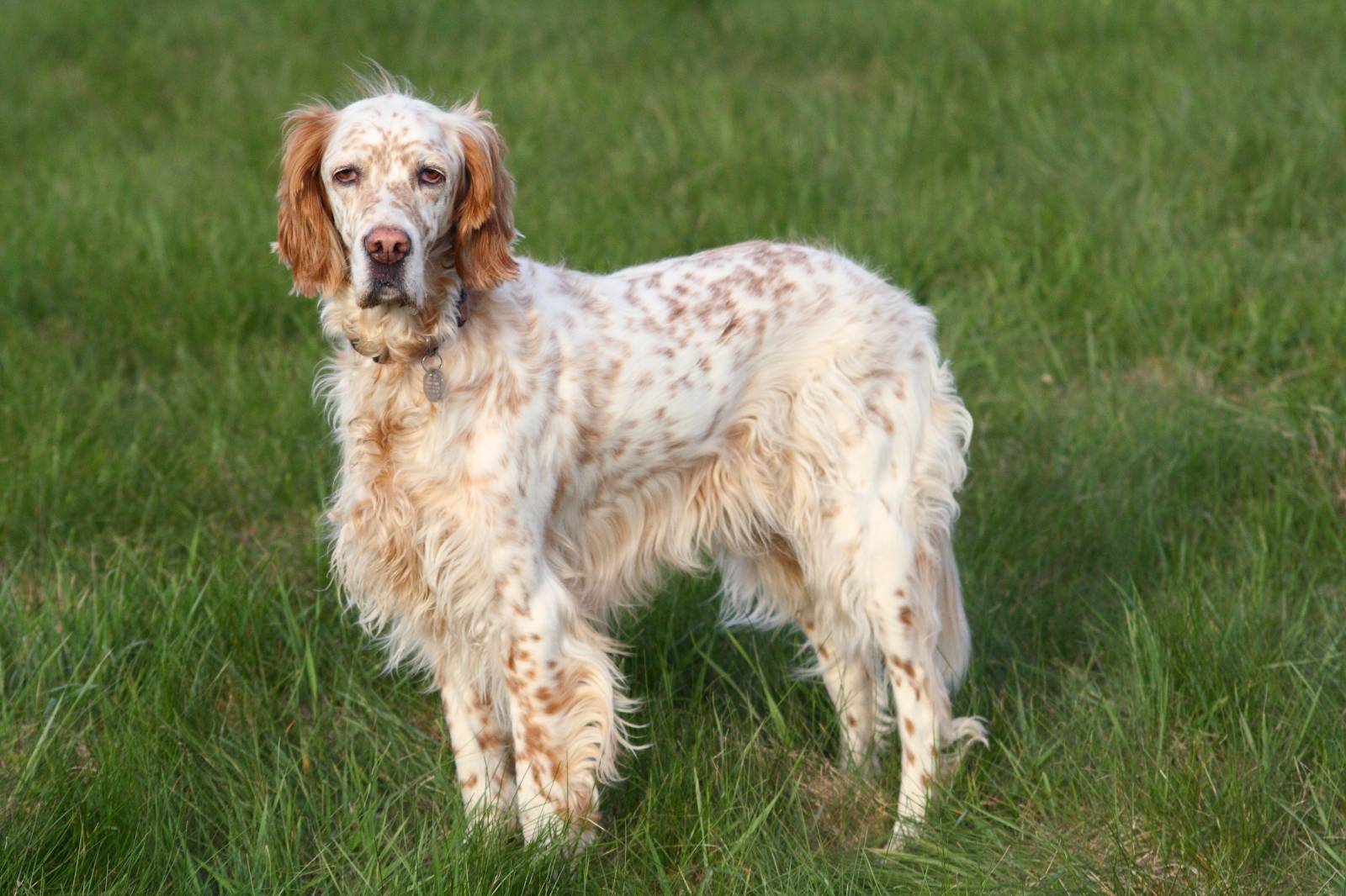 Английский сеттер - описание породы и характер собаки