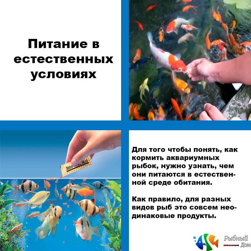 Питание аквариумных рыбок и виды кормов