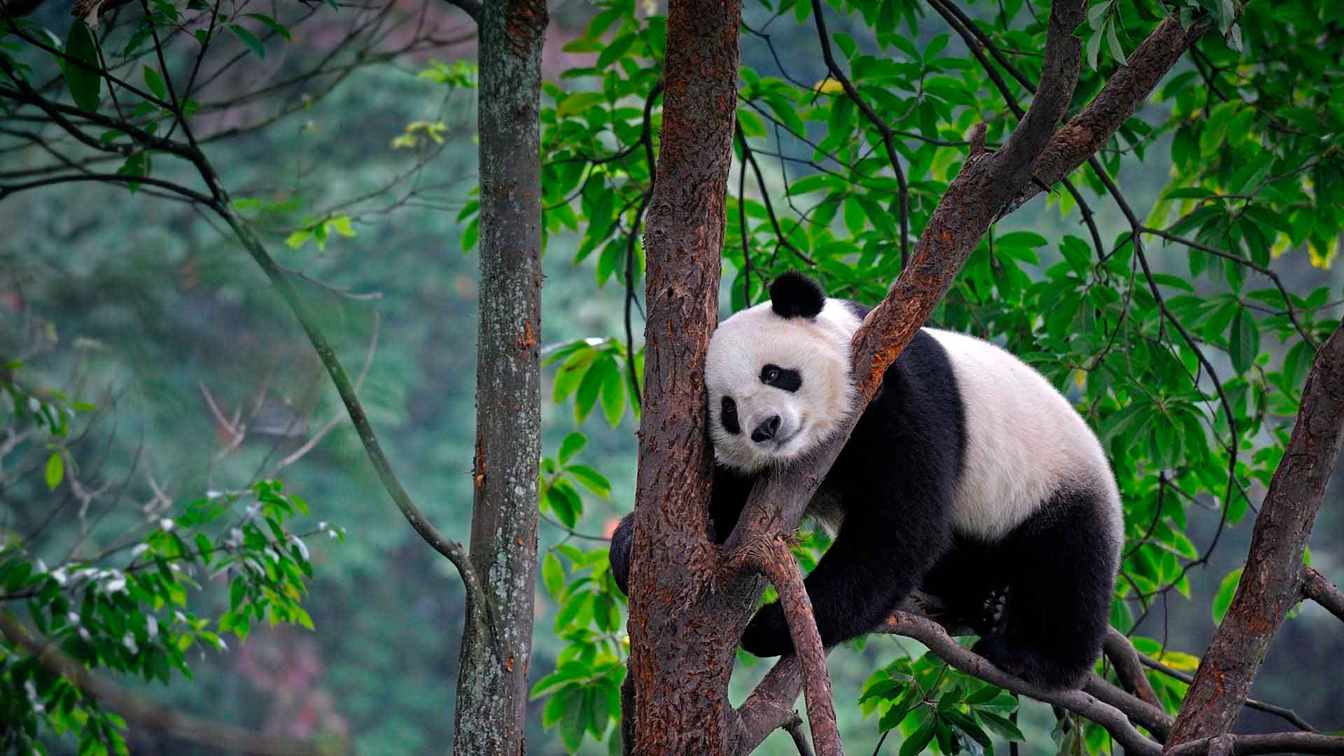 Список исчезающих и охраняемых видов китая - list of endangered and protected species of china - abcdef.wiki
