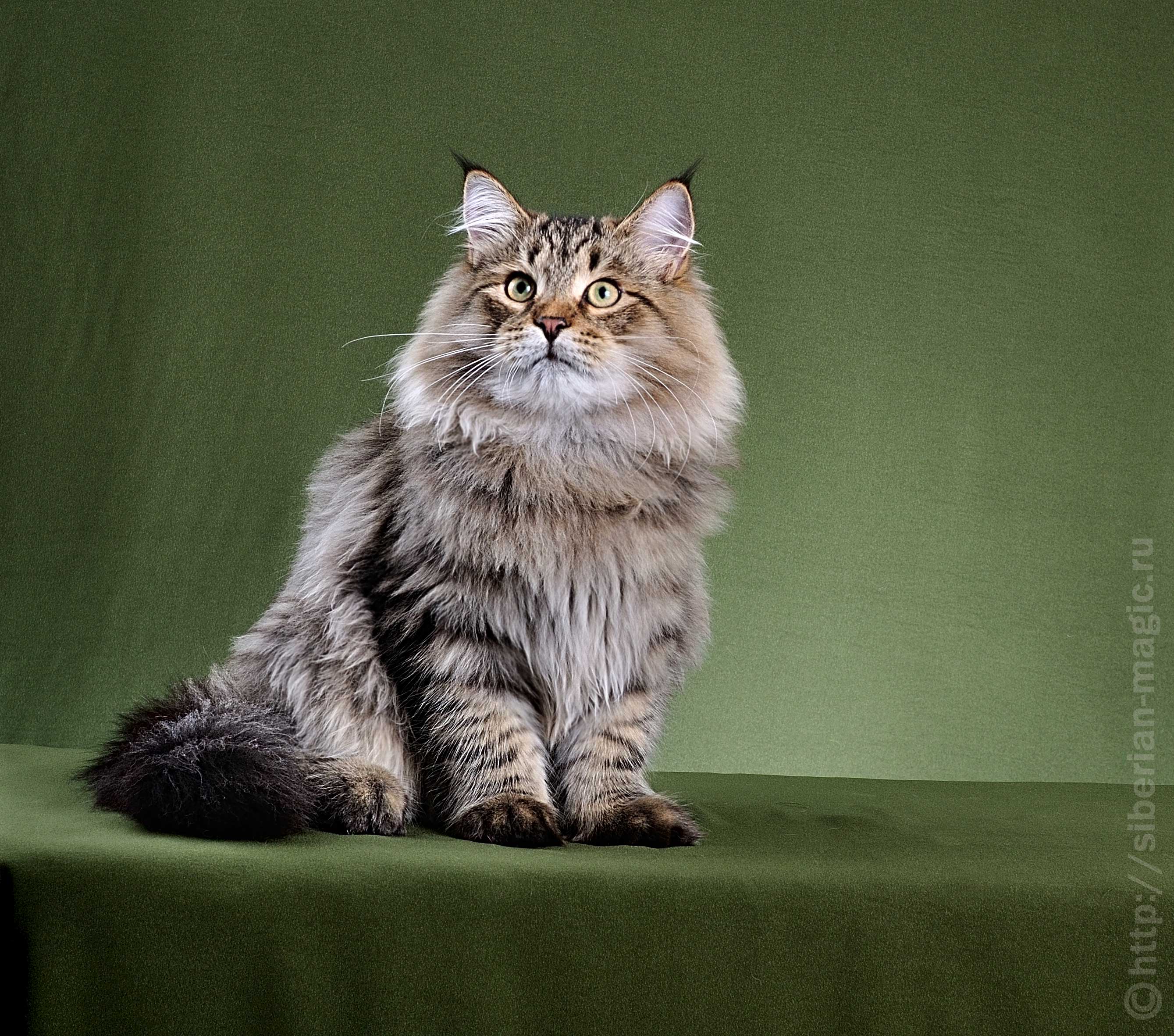 Сибирская кошка: фото, характер, особенности содержания породы