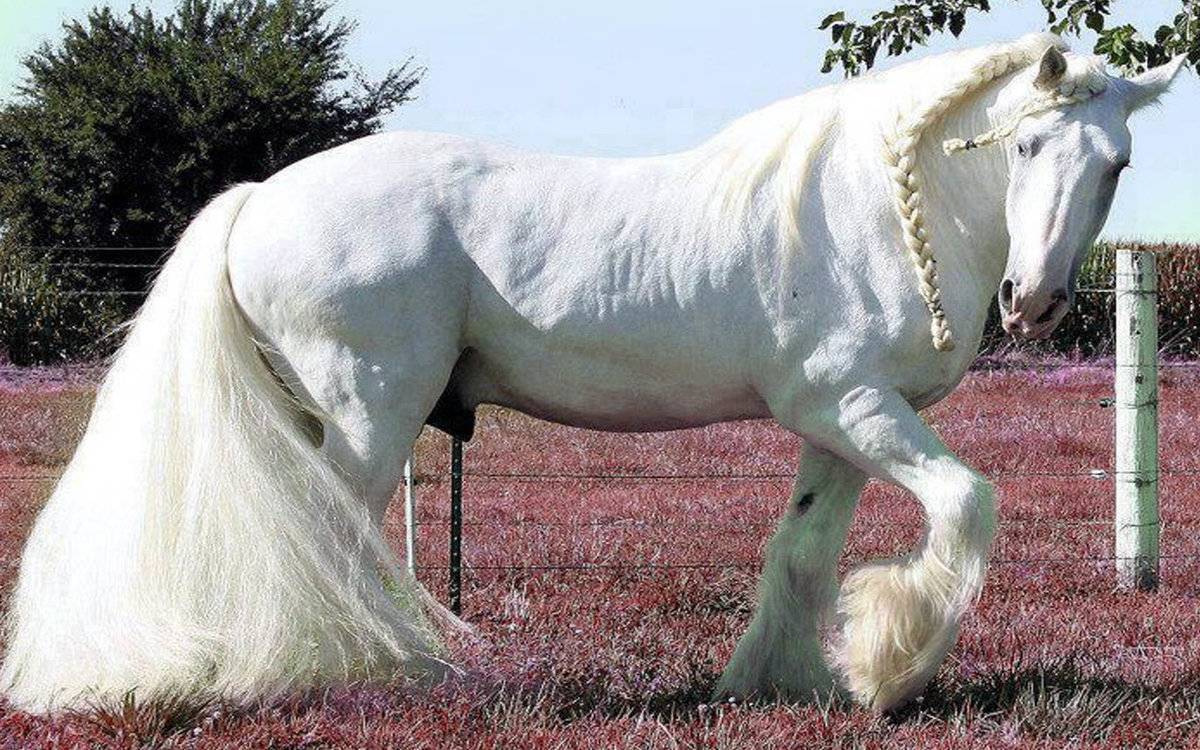 Конь за $130 млн или топ 10 самых дорогих лошадей мира