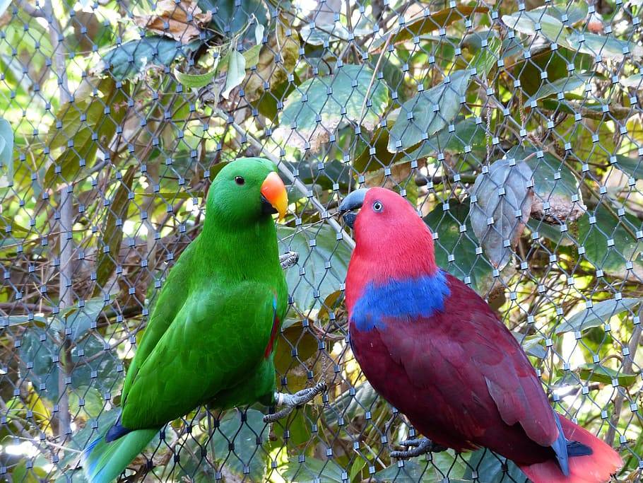 Яркие чудо-пернатые: все о разнообразных породах попугаев |
