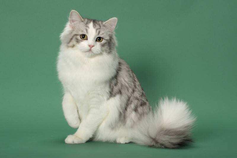 Кошка рагамаффин: внешний вид и характер, требования по уходу и содержанию