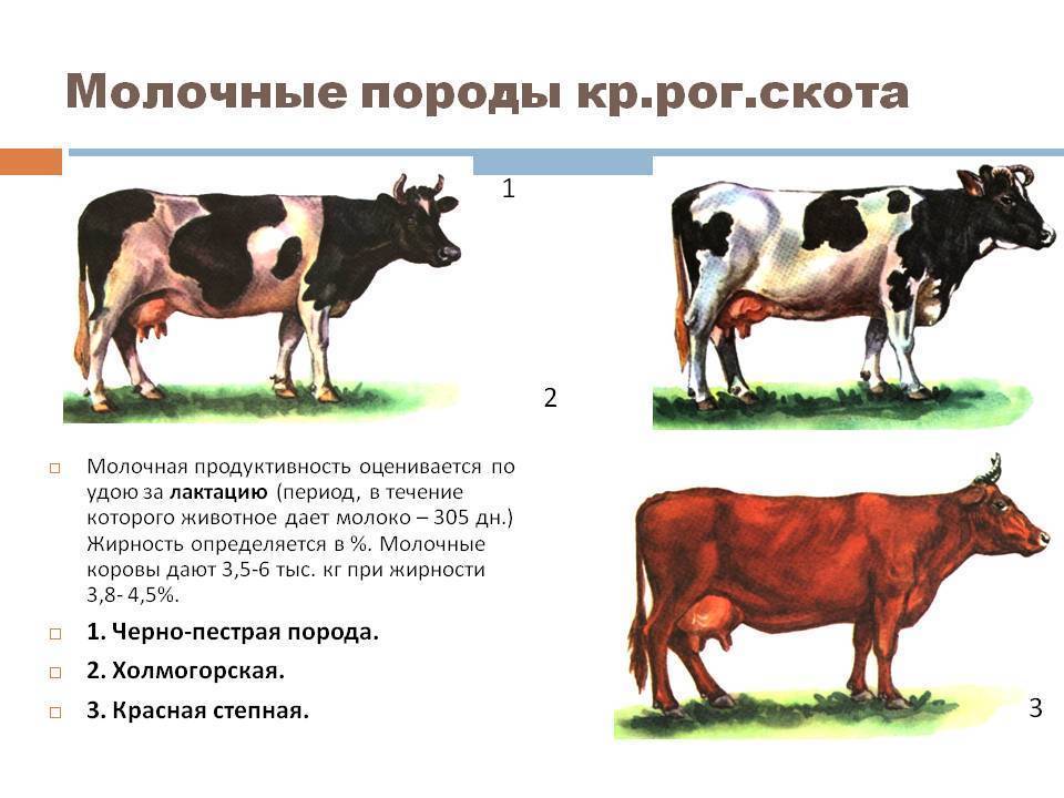 Выращивание черно-пестрой молочной породы коров