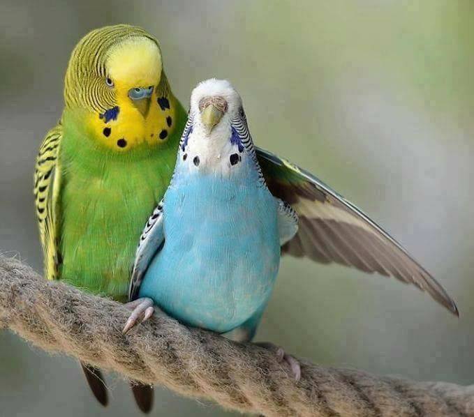Сколько лет живет ожереловый попугай в домашних условиях