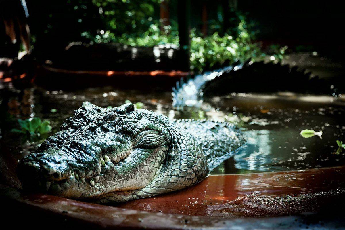 Самый большой крокодил в мире. фото, кто больше аллигатор или крокодил, сколько метров, где живут. видео