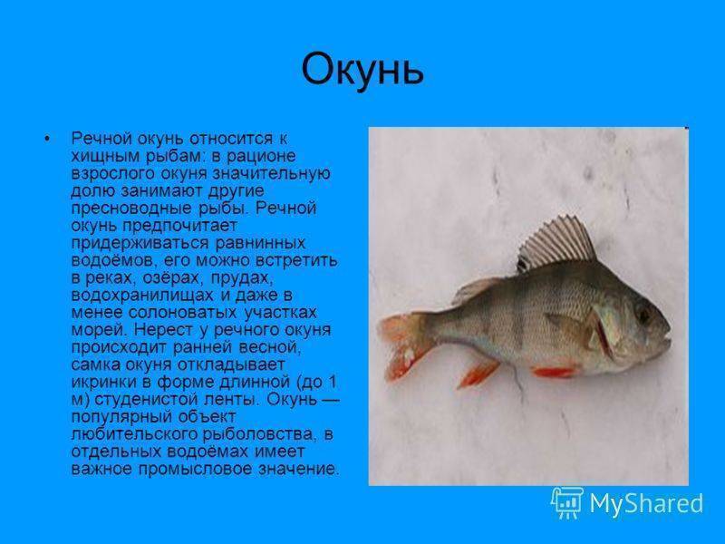 Ледяная рыба – фото, описание, ареал, рацион, враги, популяция - ulov.guru