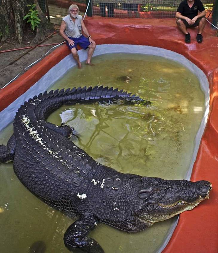13 самых больших и маленьких крокодилов мира