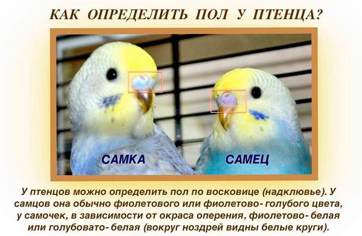 Определяем пол волнистого попугая и возраст - volnistye.ru