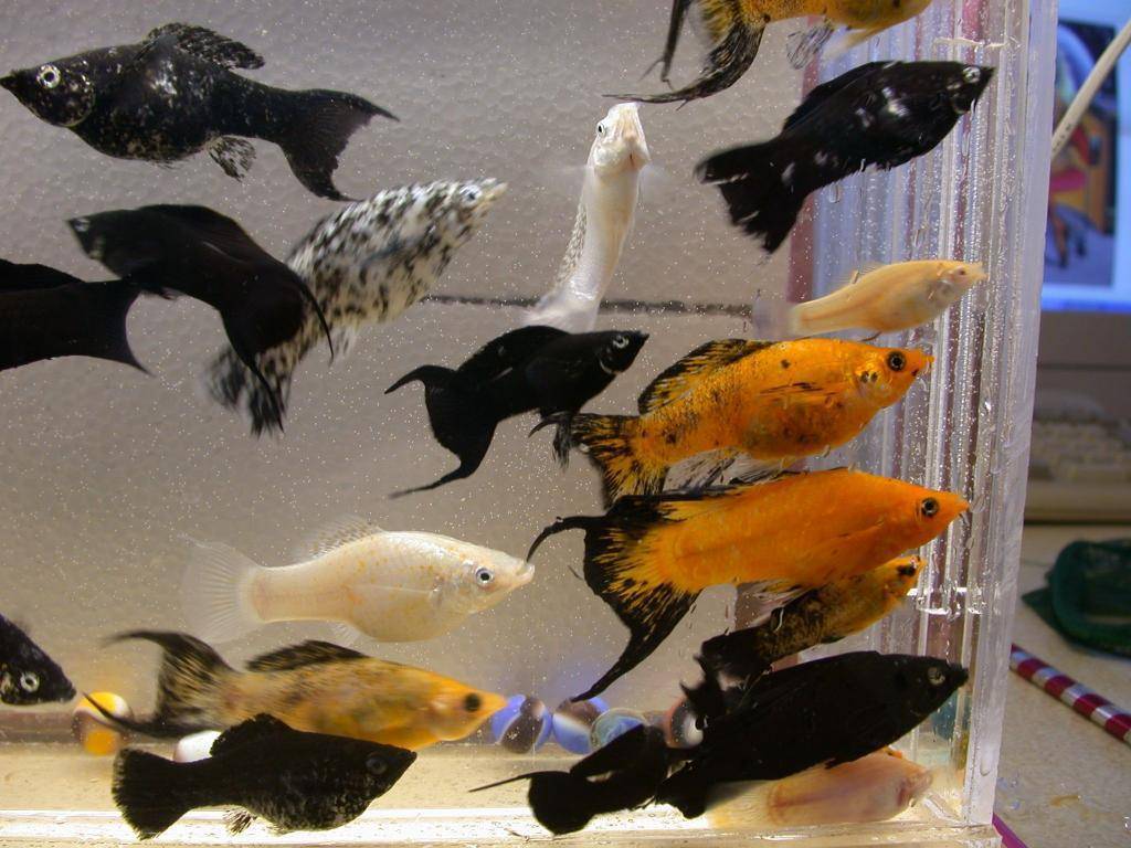 Как выбрать аквариум: советы как правильно выбрать размер, материал и форму. необходимое оборудование для аквариумов (100 фото)