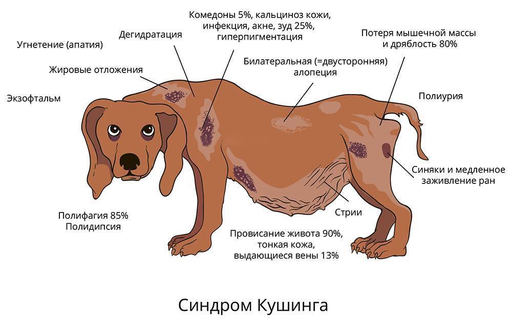 Как проявляется асцит у собак
