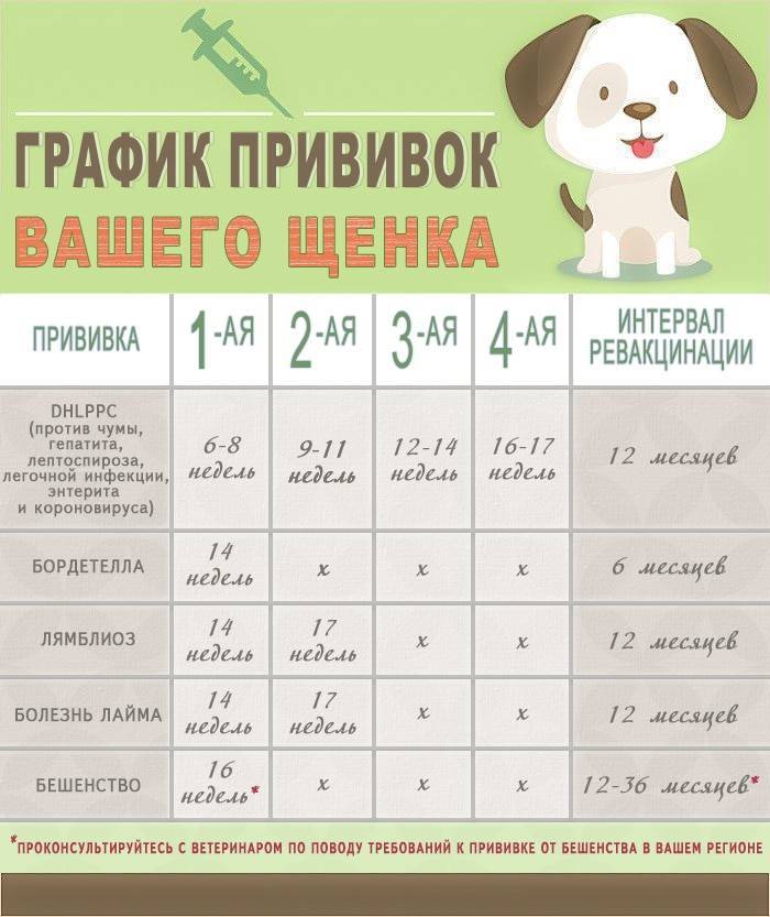 ᐉ первая прогулка щенка - ➡ motildazoo.ru