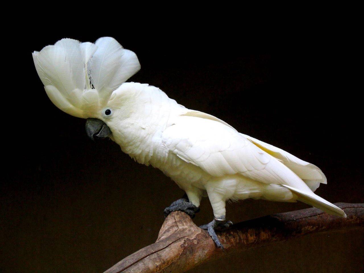 Белый какаду альба: описание, содержание дома, фото
