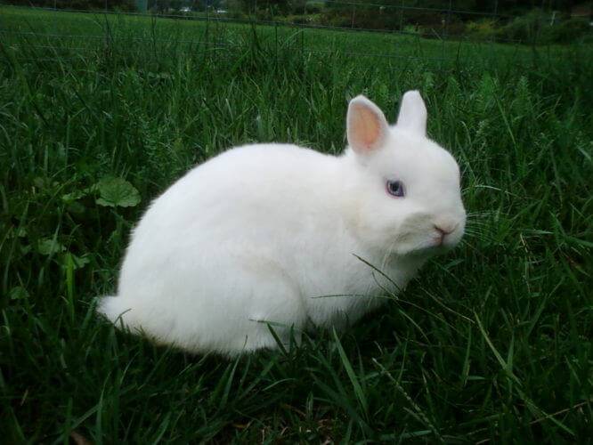 Кролики породы гермелин: особенности и стандарт породы, критерии выбора, рацион, уход и содержание