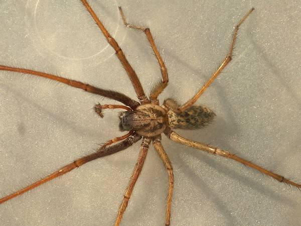 Домовый паук (тегенария домовая): фото, виды, кусается или нет, чем питается и как избавиться