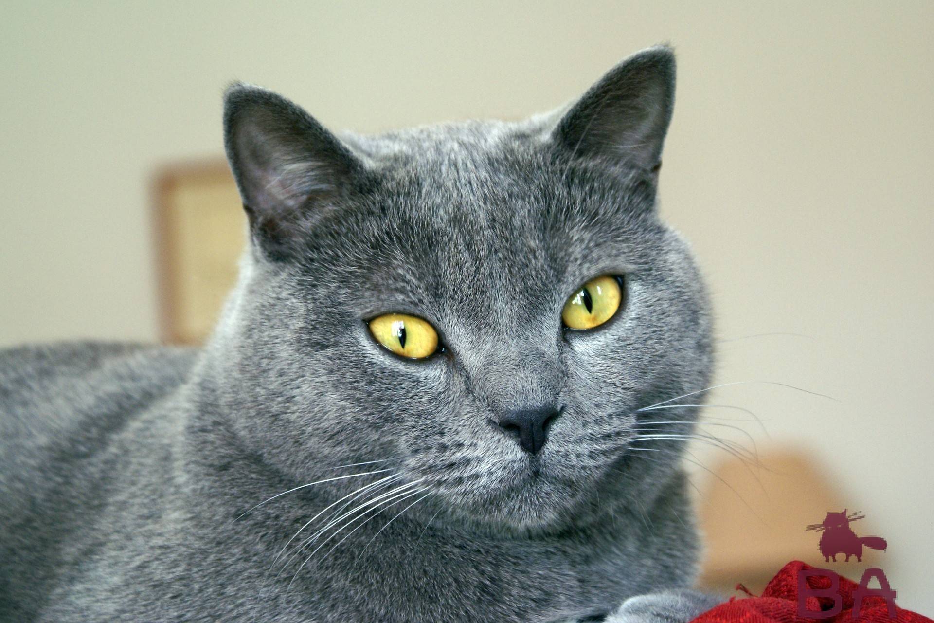 Шартрез (картезианская кошка): описание породы, фото, характер, правила содержания, отзывы владельцев