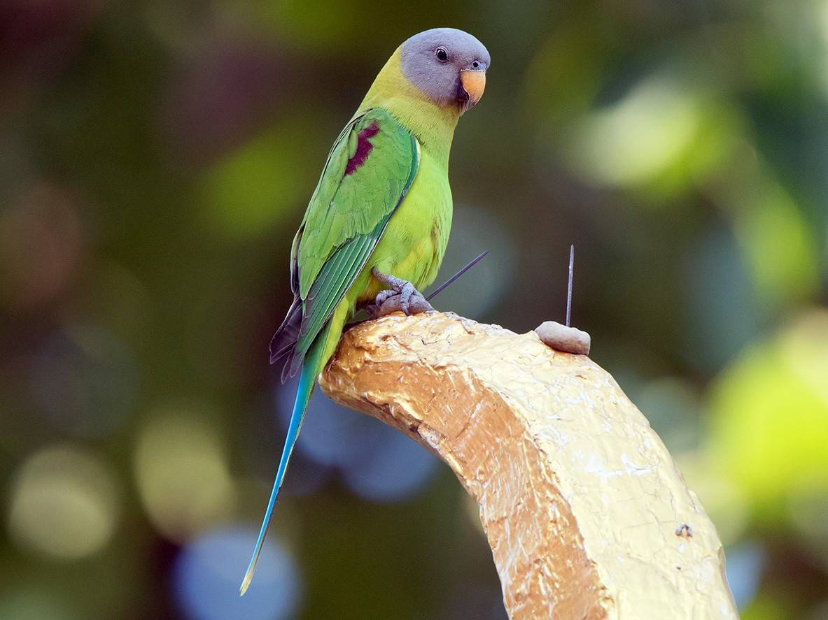 Уход и содержание ожерелового попугая в домашних условиях