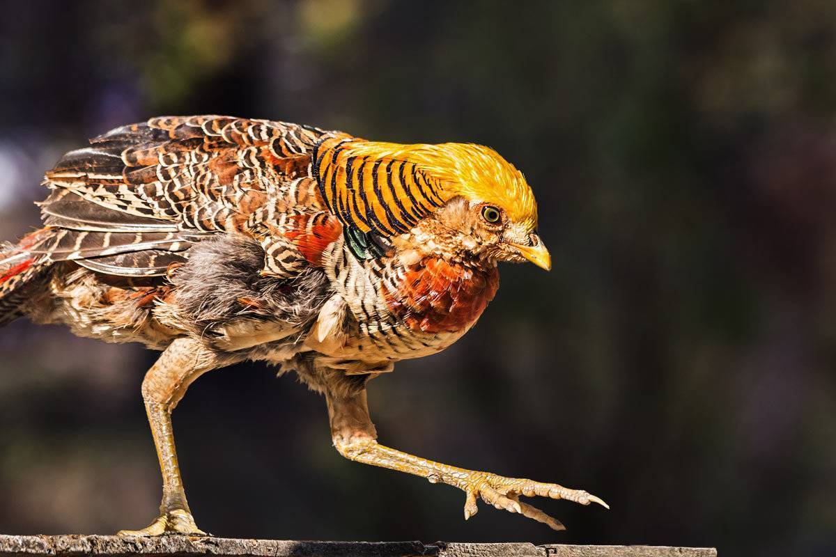 Птица фазан: фото и отличительные особенности