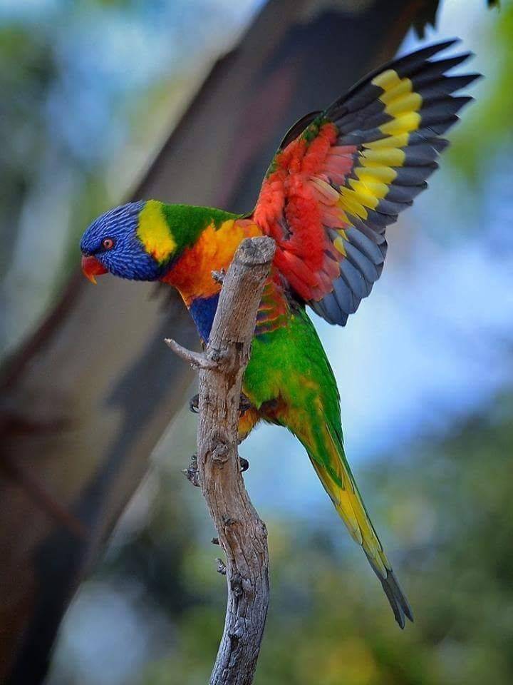 Виды попугаев: интересные факты о разных видах попугаев
