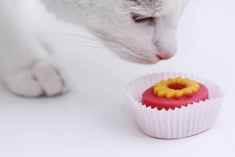 ᐉ почему кошкам нельзя сладкое? - ➡ motildazoo.ru