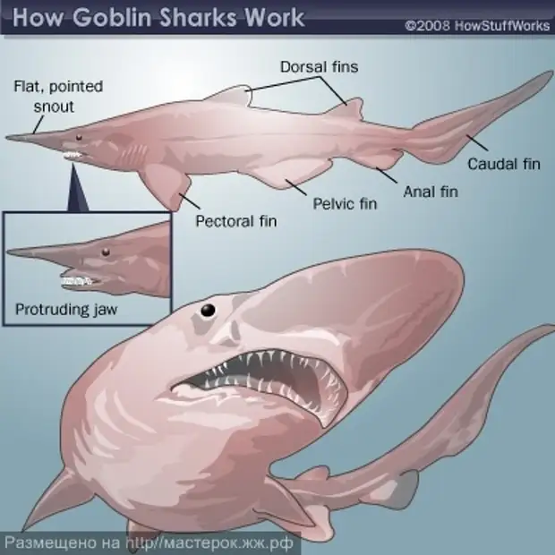 Акула-домовой: таинственный монстр из морских глубин