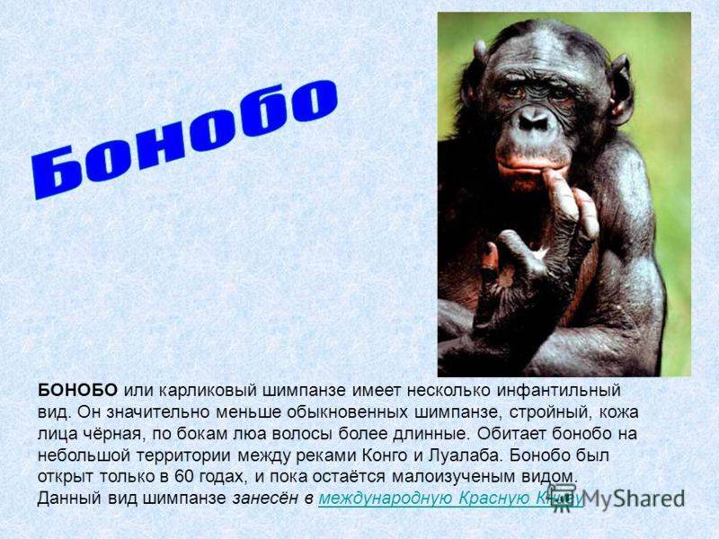 Правила этикета у обезьян: как они здороваются и прощаются? - hi-news.ru