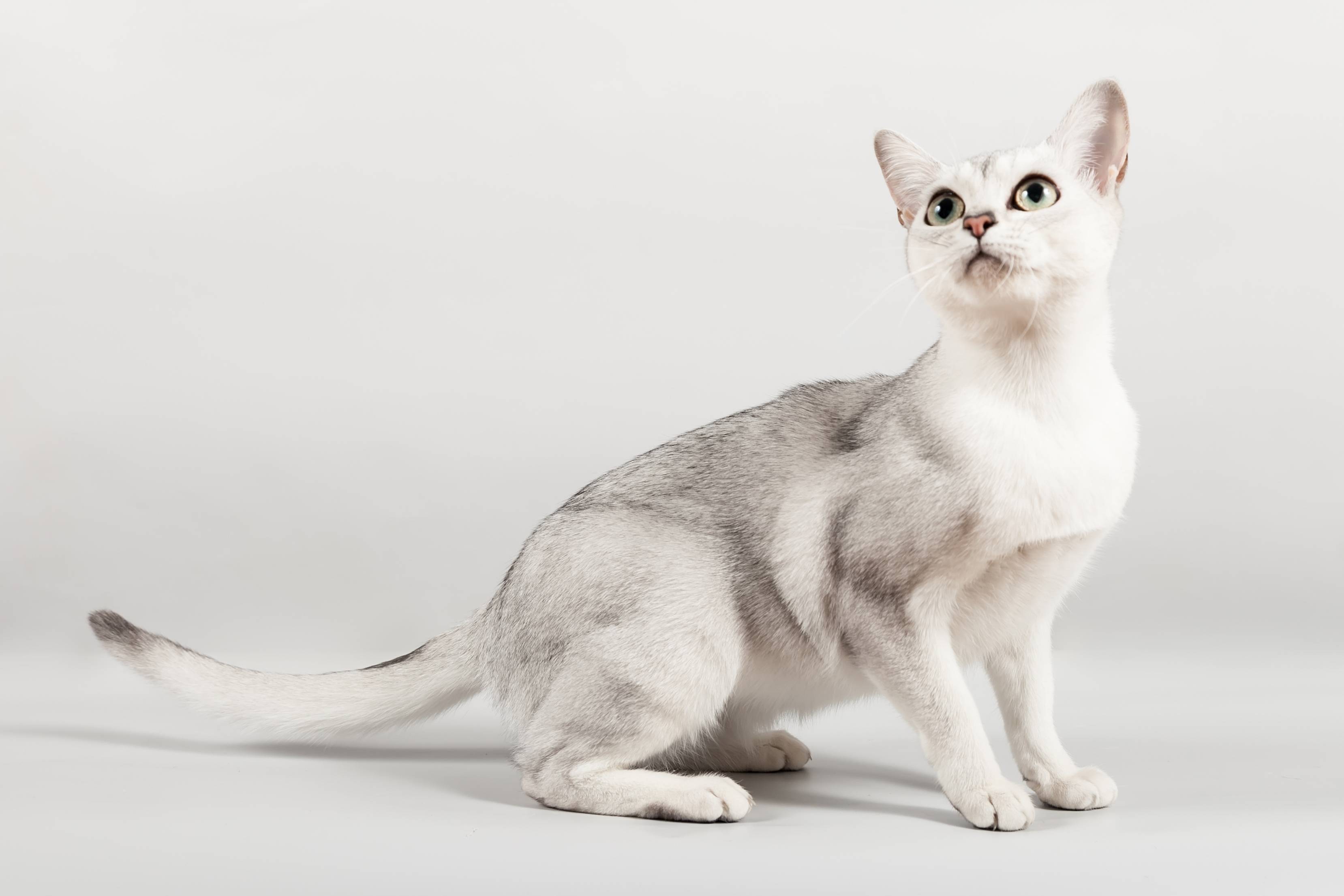 Бурмилла – кошка, покорившая всех своим взглядом