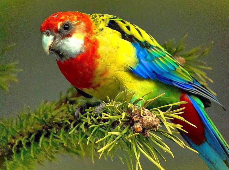 Розелла – радужный попугай