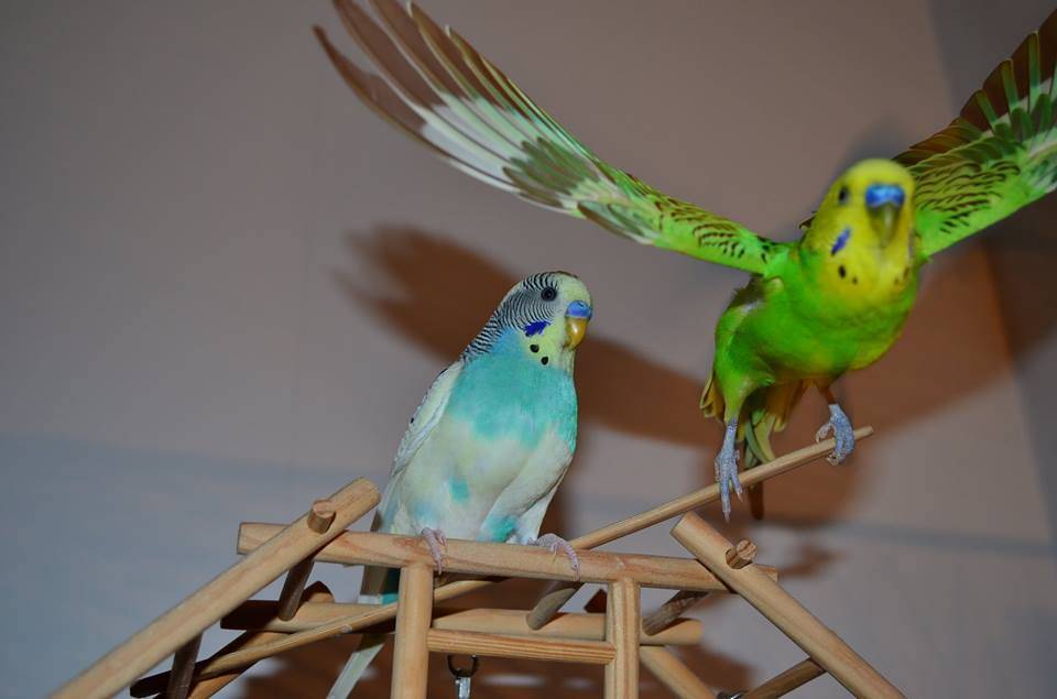 ᐉ сколько живут волнистые попугаи в домашних? - zooshop-76.ru