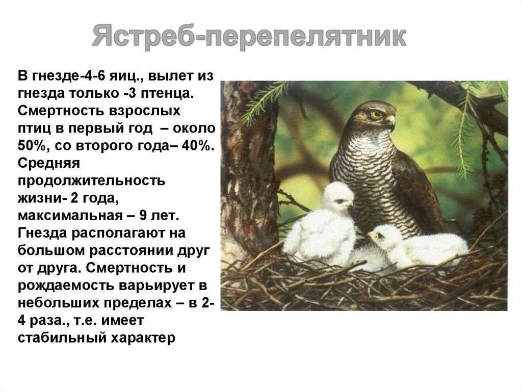 Хищные птицы. названия, описание, классификация и фото хищных птиц