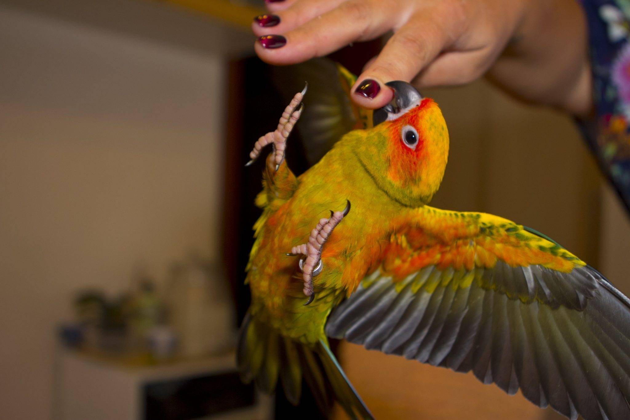 Попугай аратинга | характер, питание, размножение