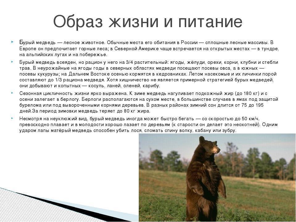 Бурый медведь (ursus arctos): виды, фото, интересные факты