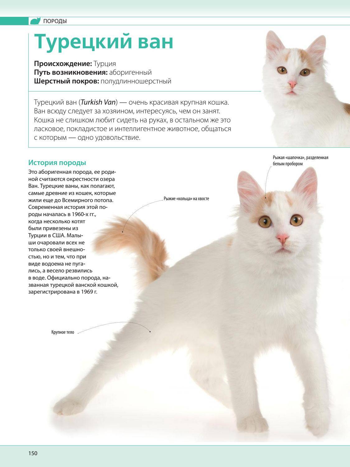 Турецкий ван: описание породы, характер кошек, особенности содержания и уход
