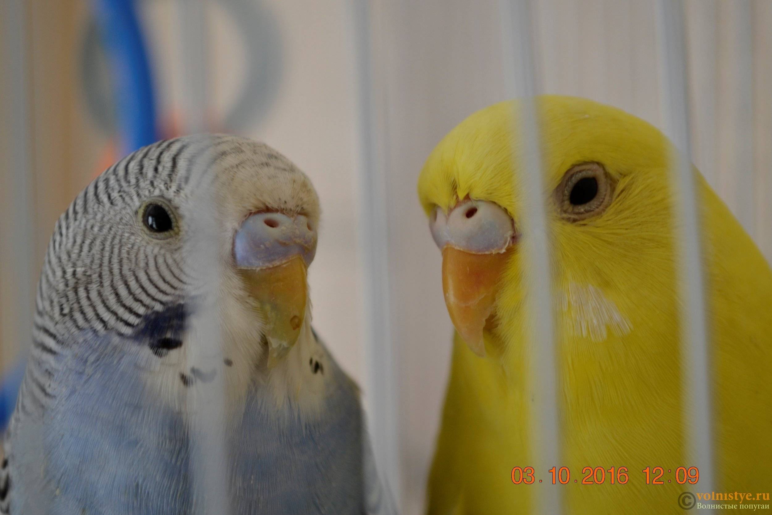 Как подобрать пару волнистому попугаю самцу или самке, каковы правила подбора, нужно ли соблюдать карантин
