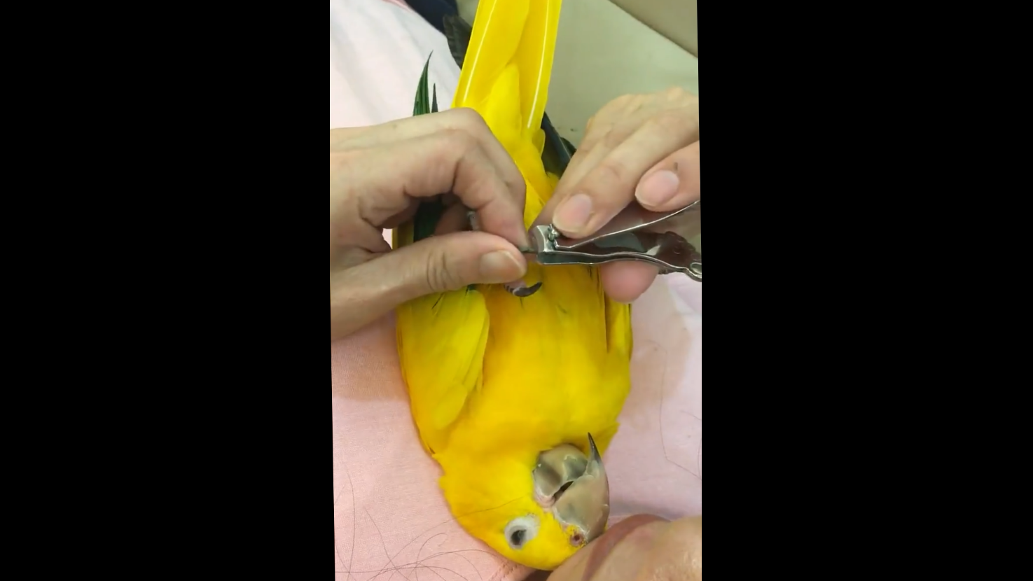 Как подрезать клюв попугаю в домашних условиях