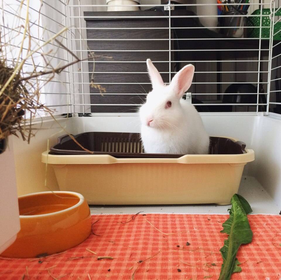 Декоративные кролики: содержние и уход в домашних условиях для начинающих