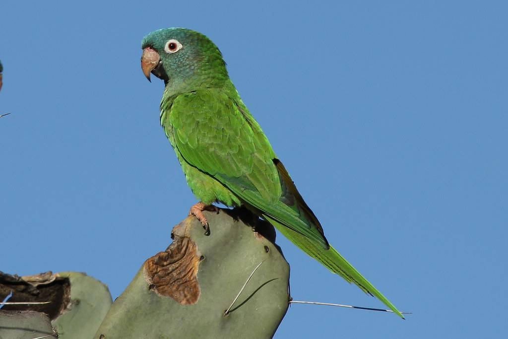 Попугай аратинга - фото, описание, виды, ареал, содержание - птицы