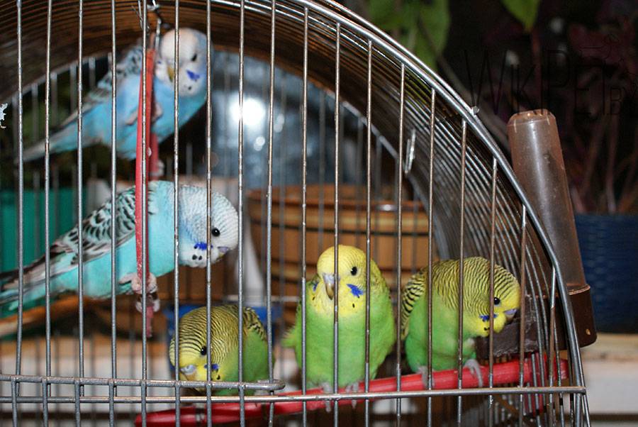 Разведение волнистых попугайчиков