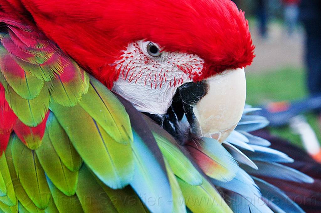 Виды попугаев. описания, названия и особенности видов попугаев