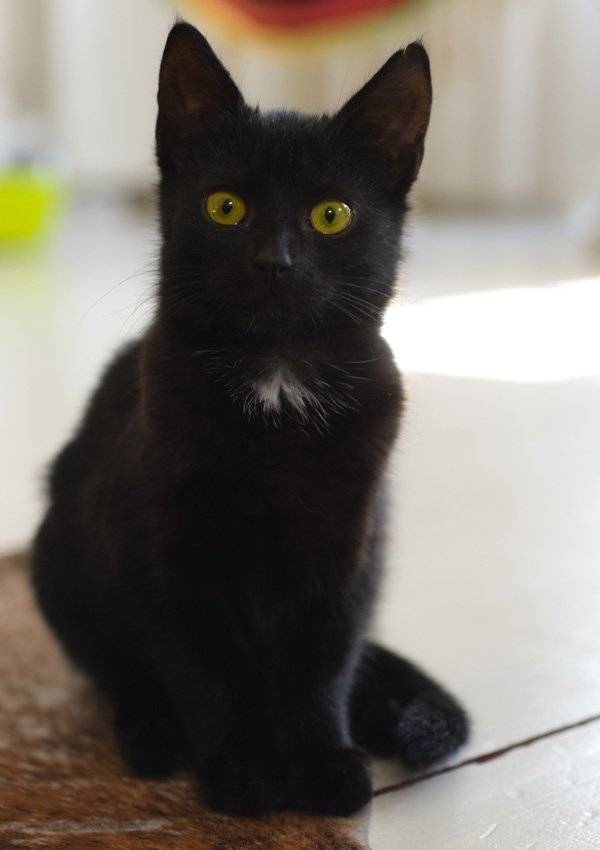 Клички для черного кота и кошки: как выбрать особенное имя для домашнего любимца