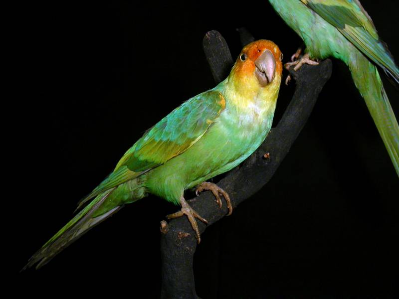Какапо попугай. образ жизни и среда обитания попугая какапо | животный мир