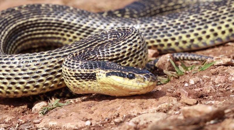 Каких змей нужно опасаться в краснодарском крае? топ-5 самых ядовитых