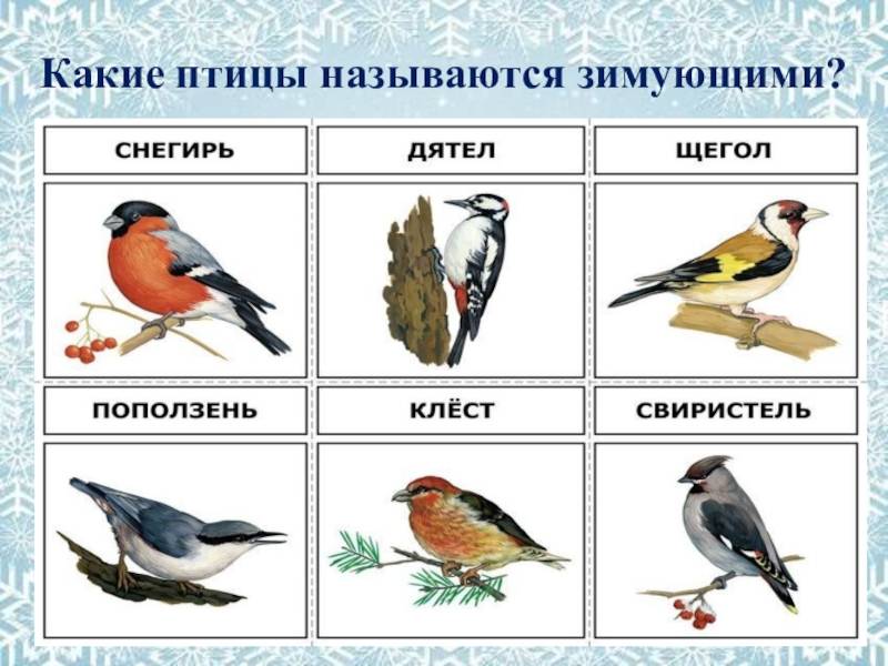 Зимние птицы | зимующие птицы